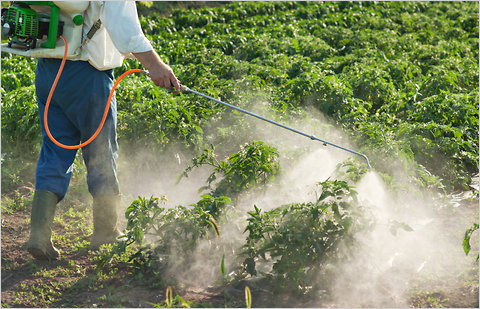 les 10 fruits et légumes les plus pollués