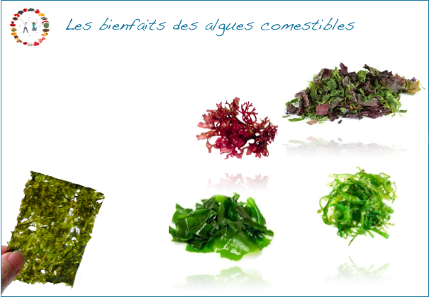 bienfaits des algues comestibles sur la santé - synergie alimentaire