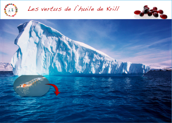 vertus de l'huile de krill - synergie alimentaire