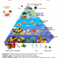 pyramide alimentaire -synergie alimentaire