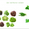 les meilleures salades - synergie alimentaire