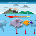 quels poissons consommer - synergie alimentaire