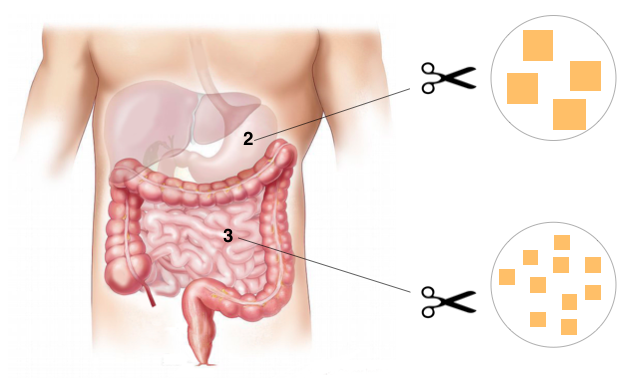 digestion des glucides