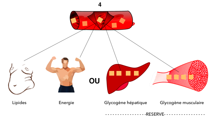 glycogène musculaire