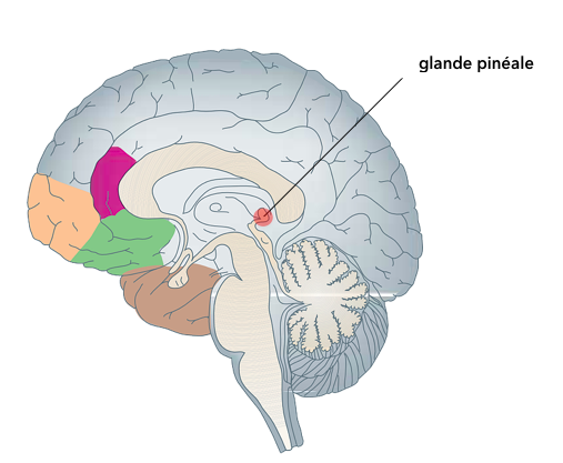 glande-pineale-melatonine