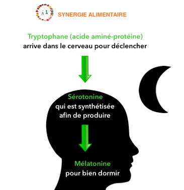 tryptophane-sérotonine-mélatonine